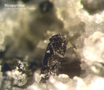 Eifel Mineralien Bellerberg Klinopyroxen
