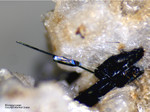 Eifel Mineralien Bellerberg Klinopyroxen