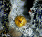 Eifel Mineralien Bellerberg Thomsonit