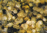 Eifel Mineralien Graulei Phillipsit