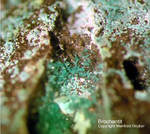 Eifel Mineralien Kall Brochantit