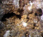 Eifel Mineralien Kall Bindheimit Oxyplumboroméit