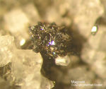 Eifel Mineralien Liley Löhley Magnetit