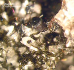 Eifel Mineralien Liley Löhley Magnetit