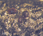 Eifel Mineralien Mendig Almandin