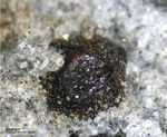 Eifel Mineralien Mendig Almandin