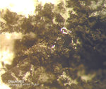 Mineralien Odenwald Erlenbach Glaukodot