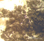 Mineralien Odenwald Erlenbach Glaukodot