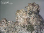 Odenwald Mineralien Nieder-Beerbach Glasberg Kongsbergit