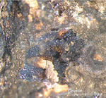 Odenwald Mineralien Nieder-Beerbach Glasberg Covellin