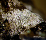 Odenwald Mineralien Nieder-Beerbach Glasberg Pharmakolith