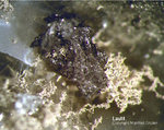 Odenwald Mineralien Nieder-Beerbach Glasberg Lautit