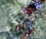 Odenwald Mineralien Nieder-Beerbach Glasberg Proustit