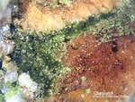 Odenwald Mineralien Reichenbach 16.1 Chenevixit