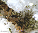 Odenwald Mineralien Reichenbach 16.1 Chenevixit