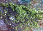 Odenwald Mineralien Reichenbach 16.1 Gartrellit
