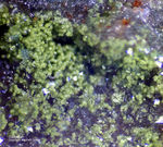 Odenwald Mineralien Reichenbach 16.1 Gartrellit