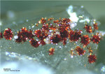 Odenwald Mineralien Reichenbach 16.1 Karminit