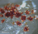Odenwald Mineralien Reichenbach 16.1 Karminit