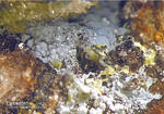 Odenwald Mineralien Reichenbach Borstein Calcedon