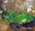 Odenwald Mineralien Borstein Pseudomalachit