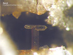 Sauerland Mineralien Müschede Baryt