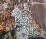Sauerland Mineralien Müschede Chrysokoll