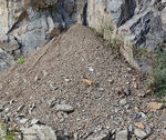 Odenwald Mineralien Fundstelle Erlenbach