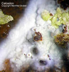 Odenwald Mineralien Katzenstein Chalcedon
