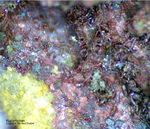 Odenwald Mineralien Katzenstein Kupfer