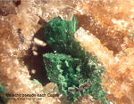 Odenwald Mineralien Katzenstein Malachit