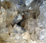 Odenwald Mineralien Nieder-Beerbach Glasberg Calcit