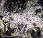 Odenwald Mineralien Nieder-Beerbach Glasberg Erythrin