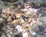 Odenwald Mineralien Nieder-Beerbach Glasberg Erythrin