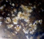 Odenwald Mineralien Nieder-Beerbach Glasberg Erythrin
