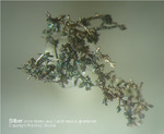 Odenwald Mineralien Nieder-Beerbach Glasberg Silber