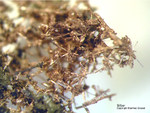 Odenwald Mineralien Nieder-Beerbach Glasberg Silber