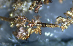 Odenwald Mineralien Nieder-Beerbach Glasberg Silber