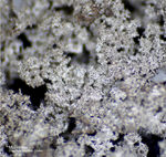 Odenwald Mineralien Nieder-Beerbach Glasberg Silber