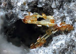 Eifel Mineralien Wannenköpfe Titanit
