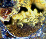 Hessen Mineralien Grube Gutglück Goethit