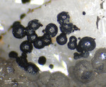 Hessen Mineralien Altenmittlau Goethit
