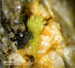 Hessen Mineralien Altenmittlau Mimetesit
