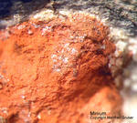 Hessen Mineralien Altenmittlau Minium