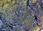 Hessen Mineralien Altenmittlau Olivenit