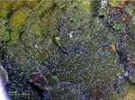 Hessen Mineralien Altenmittlau Olivenit
