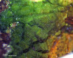 Hessen Mineralien Altenmittlau Olivenit