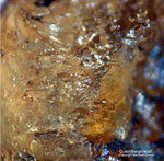 Hessen Mineralien Altenmittlau Quarz