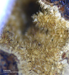 Hessen Mineralien Grube Gutglück Kakoxen