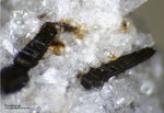Eifel Mineralien Bellerberg  Pyroxmangit